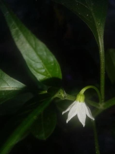 Capsicum flower, wallpaper, beautiful flower, beauty natural 10335128 ...