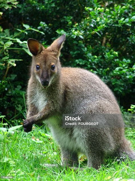 walabi foto stok  gambar  alam fotografi citra
