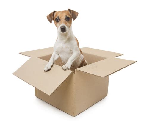 Dog Inside The Box Stock Photo Image Of Cute Animal 39893992