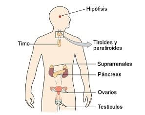 Definición de endocrinología Qué es Significado y Concepto