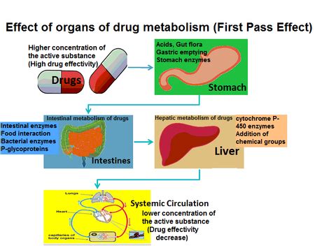 pass effect drug metabolism pharmacology lesson studycom