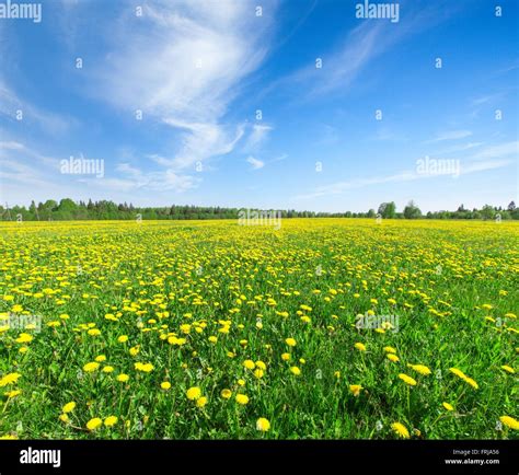 Yellow Flowers Field Under Blue Sky Stock Photo Alamy