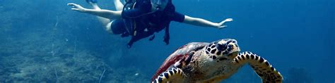 Experience The Underwater Marvels With Padi Discover Scuba Diving In