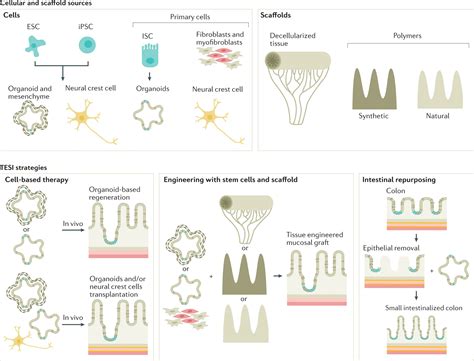 Nature Reviews Gastroenterology And Hepatology On Twitter July Issue Comment Sex Bias In