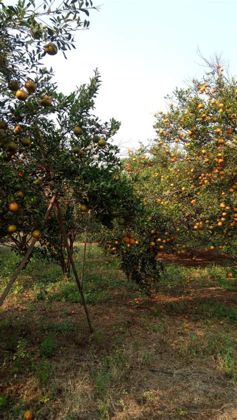 Well Watered Full Sun Exposure Green Nagpuri Orange Plant For Outdoor