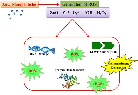 Schematic Representation Of Antibacterial Mechanism Of Zinc Oxide