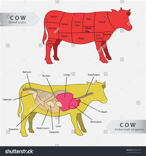 Parts Of A Beef Cow Diagram Chart