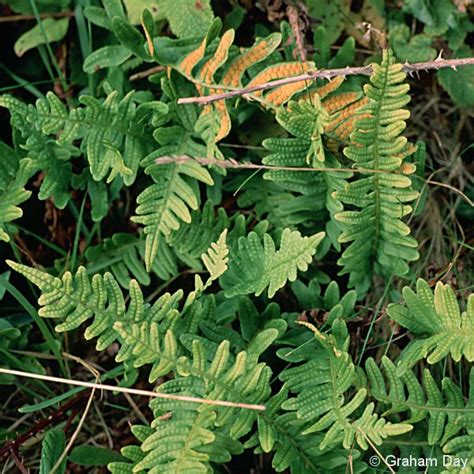 Polypodium vulgare sens. str. :: Flora of Northern Ireland