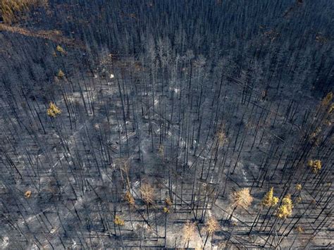 Expected rain could help fight Canada's wildfires : NPR