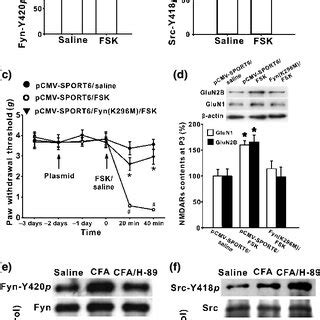 Pka Specifically Activated Fyn Kinase In Spinal Dorsal Horn To Evoke