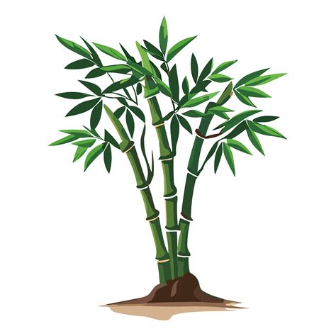 Bamboo Tree Png