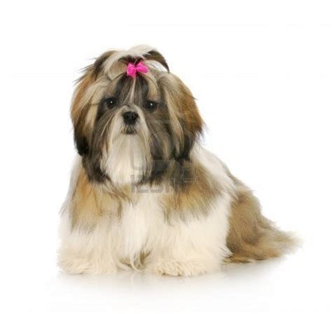 Shih Tzu Puppy With Pink Bow In Hair Sitting With Reflection