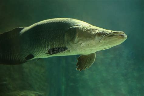 Fish Under Water Arapaima Fish Pirarucu Arapaima Gigas One Largest