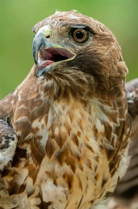 Do Hawks Eat Chickens Understanding Hawk Predation And Coexistence