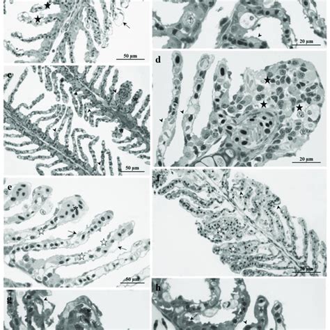 Light Micrographs Of Danio Rerio Gills In The Control Group A