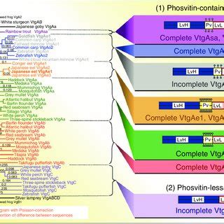 Vitellogenesis and Yolk Proteins, Fish | Request PDF