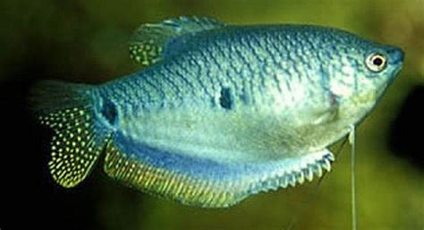 Three spot gourami - Alchetron, The Free Social Encyclopedia