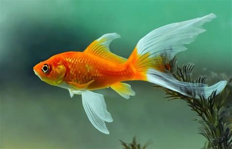 Колко дълго живеят златните рибки? 12 снимки Колко години живеят в ...