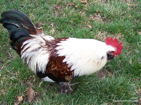 Chickens Blue Salmon Faverolles Bantams