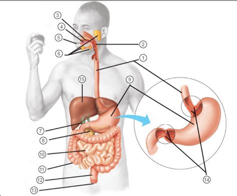 Unit 14 Terms Digestive System Diagram Quizlet