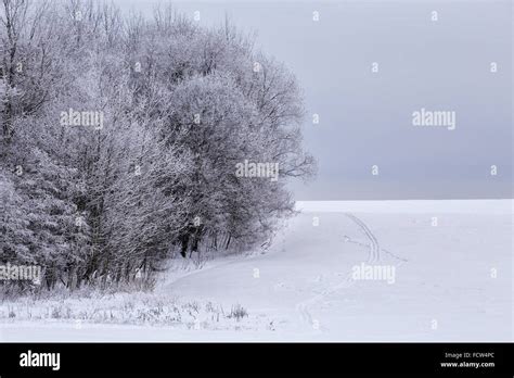 Snowy winter forest in January. Belarus Stock Photo - Alamy