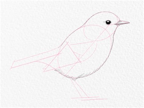 How To Draw A Bird Easy Step By Step For Beginners - Infoupdate.org