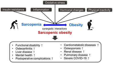 Antioxidants Free Full Text Sarcopenic Obesity Involvement Of