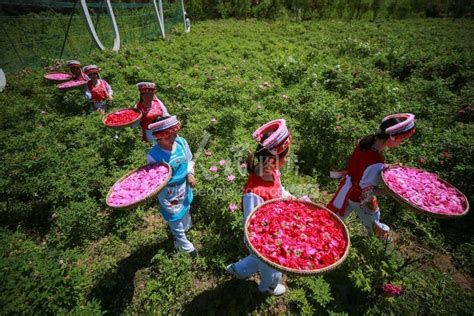 贵州大方：玫瑰花开富农家 人民图片网