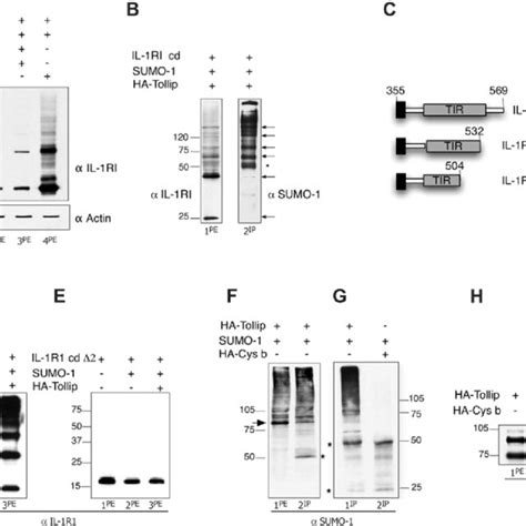 Sumoylation Of Tollip A Western Blot Analysis Of Protein Extracts Download Scientific Diagram