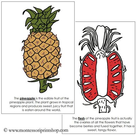 Pineapple Nomenclature Book Red Books Pineapple Red