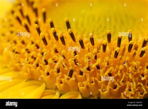 Sunflower Helianthus Annuus Stock Photo Alamy