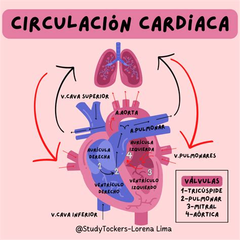 Érase una vez la vida: Explorando el cuerpo humano - El Sistema Cardio Circulatorio - Rincón del ...