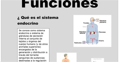 Funciones del sistema endocrino