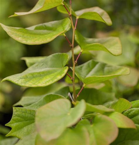 Cercis Chinensis Avondale Chinesischer Judasbaum Gartenpflanzen Daepp