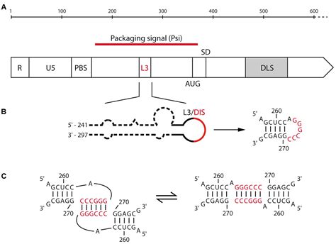 Frontiers Retroviral Rna Dimerization From Structure To Functions