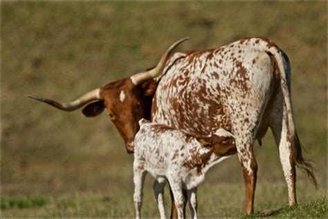 Texas Longhorn Cattle - Arriba Vista Ranch