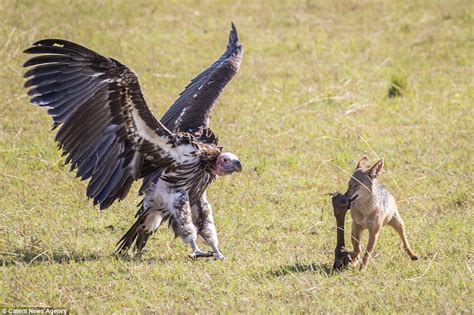 Vulture Loses Out To A Jackal As The Animals Tussle Over A Wildebeest