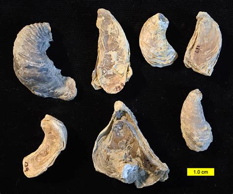 Wooster’s Fossils of the Week: Mystery fossil solution — an oyster from ...