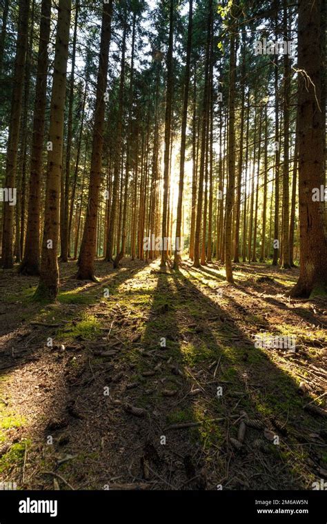 Evening light and shadows in the dense forest, Black Forest, Germany ...