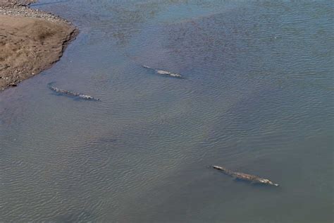 10 Tips to KNOW Before Visiting the Costa Rica Crocodile Bridge