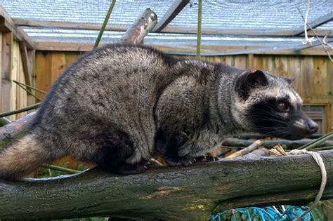 Civet Cat For Sale Uk - Cats Family