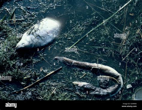 ecology pollution water dead fish Stock Photo - Alamy