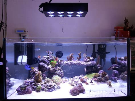 G Shallow Reef Tank Shots Nano Reef Community