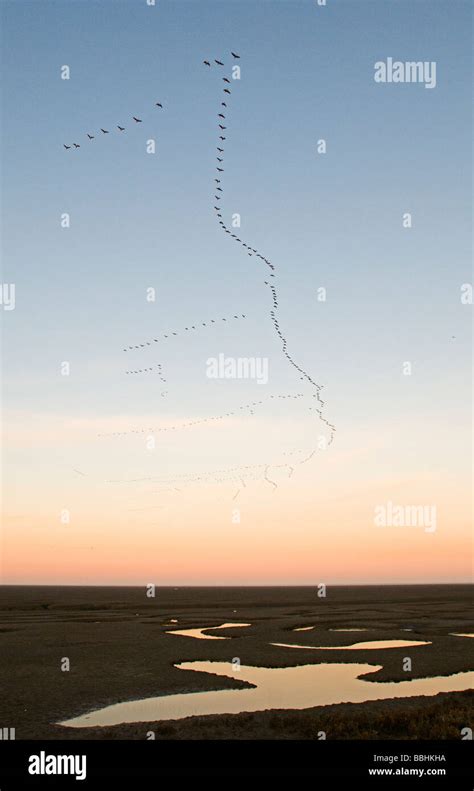 Pink Footed Geese Anser Brachyrynchus Leaving Roost At Snettisham