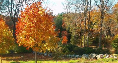 The 30 Most Beautiful College Arboretums College Rank