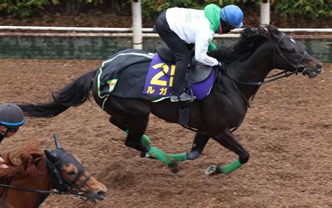 【毎日ベスト3】明神記者が選ぶ高松宮記念の栗東追い切りベスト3 毎日ベスト3 競馬コラム写真ニュース 日刊スポーツ