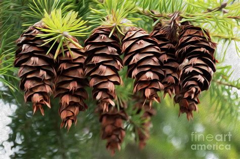 Douglas Fir Cones Photograph By Bob Christopher Pixels