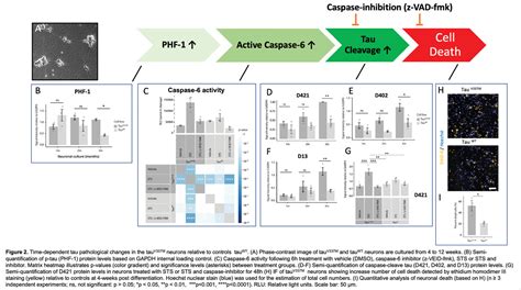 Caspase Inhibition Mitigates Tau Cleavage And Neurotoxicity In Ipsc