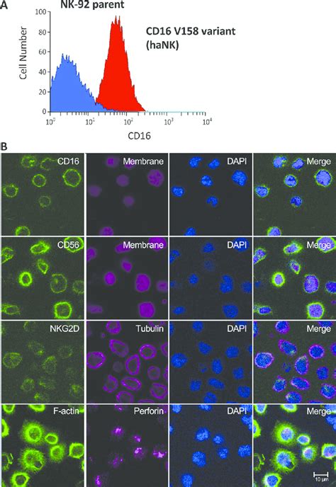 Analyses Of Cd High Affinity Variant V In Hank Cells A The