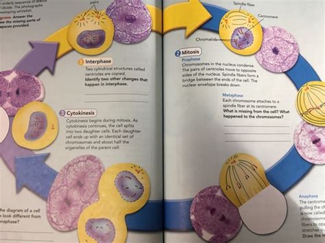 Cell Division Flashcards Quizlet